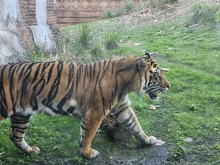 Bengal tiger Siberian tiger Tiger Felidae Carnivore Plant