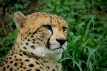cheetah in the grass