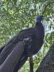 Bird Phasianidae Beak Galliformes Tree Terrestrial animal
