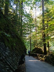 path in the woods