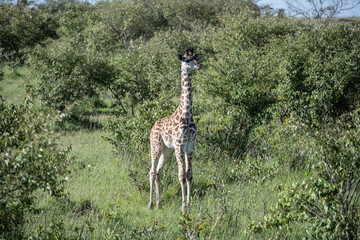 giraffe against a background of green vegetation close-up in a national park in Kenya