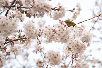 Mejiro Bird Enjoying the Cherry Blossoms 満開の桜とメジロ