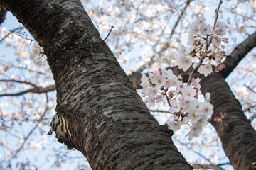 Gazing Up the Sakura Canopy 桜の幹と花 © Choconuts