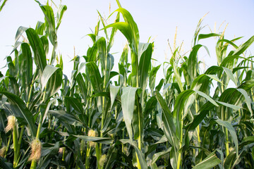 Agriculture corn fields growing in the harvest countryside of Bangladesh