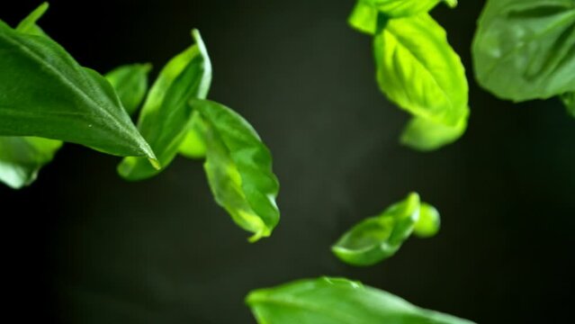 Super slow motion of falling and rotating fresh basil leaves. Ultimate perspective and motion. Filmed on high speed cinema camera, 1000 fps.