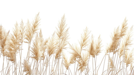 Feather Reed Grass flower isolated on white background