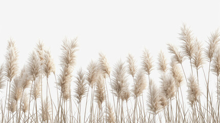 Fototapeta premium Feather Reed Grass flower isolated on white background