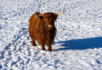 highland cow in snow on the field