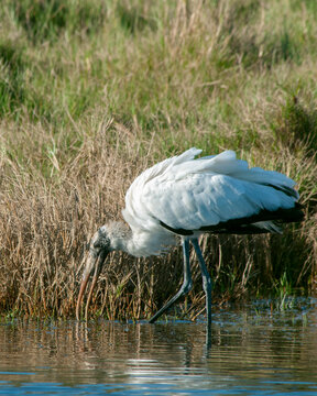An older juvenile wood stork foraging in a pond still shows signs of feathering on the head and orange on the bill. Adults have a bald head and neck and black-gray bill.  