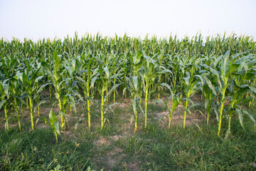 Agriculture corn fields growing in the harvest countryside of Bangladesh