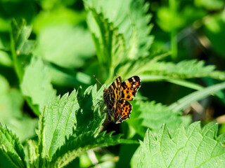 Obraz premium Green spring background with orange butterfly.