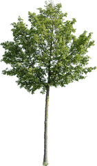 Freigestellter junger Baum mit grünen Blättern