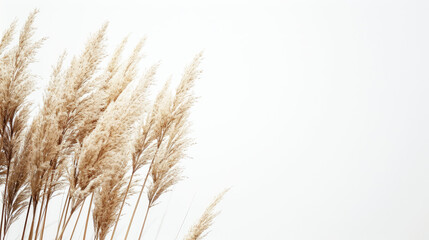 Fototapeta premium Pampas coming inside from lower cornner on white background