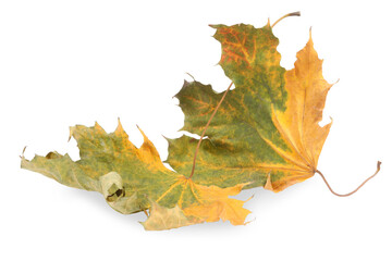 Autumn season. Dry maple leaves isolated on white