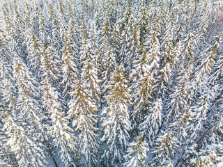 aerial view of forest covered with snow, bird's eye view