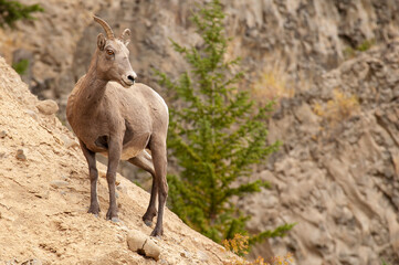 A rear view of a female bighorn sheep standing on a rocky cliff in Yellowstone National Park against a blurred background.