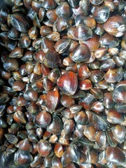 The Corbiculidae are a family of clams in the mollusc order Venerida. They are known commonly as basket clams. The family name comes from the root corbus (