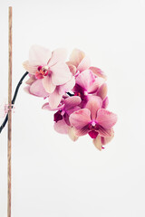 Pink orchid on white background.
