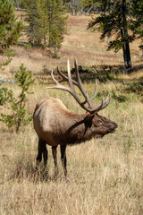 Naklejka na ściany i meble A bull elk in mating posture bugles for a mate. He was photographed in Yellowstone National Park in September. 