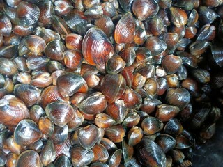 The Corbiculidae are a family of clams in the mollusc order Venerida. They are known commonly as basket clams. The family name comes from the root corbus (