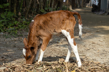 A calf eats dry bamboo leaves on a village road in Bangladesh. Beautiful little cow. 