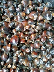 The Corbiculidae are a family of clams in the mollusc order Venerida. They are known commonly as basket clams. The family name comes from the root corbus, and was inspired by the concentric