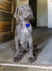 Black Boerboel puppy sited in front of the door at home guarding the entrance.