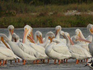 A photo of the Wild White Pelicans at Fort De Soto Park, St. Petersburg, Florida	