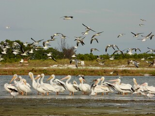 Photography of lots of Wild White pelican and sea gulls at Fort DeSoto, St. Petersburg