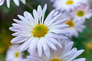 Fototapeta premium White flower close-up on the background of other flowers. Big white daisy