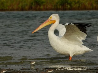 Fototapeta na wymiar Photography of lots of Wild White pelican and sea gulls at Fort DeSoto, St. Petersburg