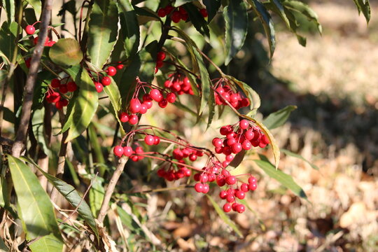 Lots of red fruits on the tree