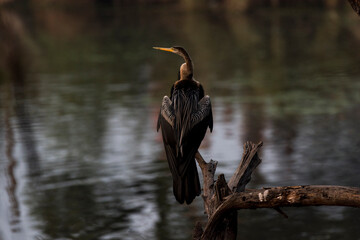 Oriental darter bird perched on a branch looking to hunt in the lake