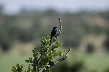 Purple glossy starling in natural conditions in a national park in Kenya
