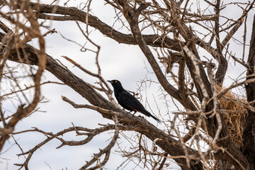 Purple glossy starling in natural conditions in a national park in Kenya