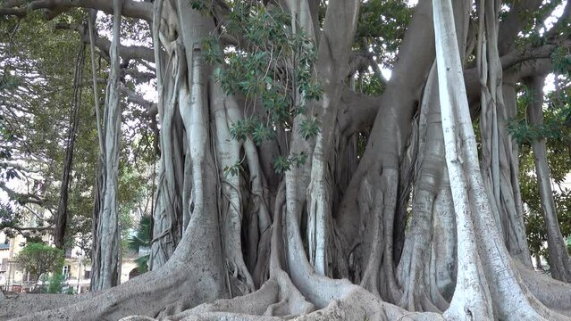 Palermo, Sicily, Italy The large Ficus Macrophylla tree growing in the city's Giardino Garibaldi is the oldest tree in Italy. 