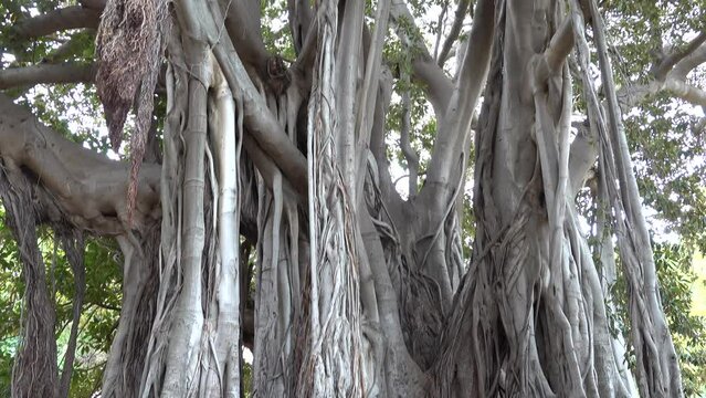 Palermo, Sicily, Italy The large Ficus Macrophylla tree growing in the city's Giardino Garibaldi is the oldest tree in Italy. 