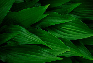 Green leaves, details textured floral background