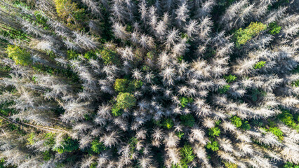Trockener Tannenwald von oben, verdorrte Bäume aus der Vogelperspektive