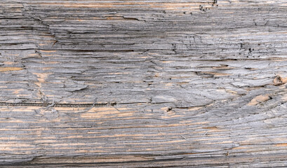 Wooden background, abstract wood texture and pattern of a tree
