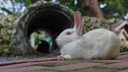 rabbit, portrait, side view, on a sunny day