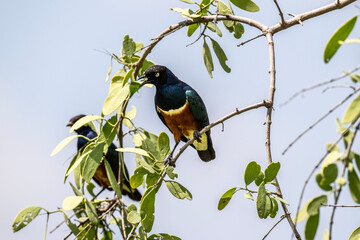 tricolor spreo in natural conditions in a national park in Kenya