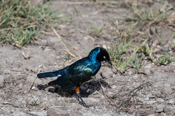 tricolor spreo in natural conditions in a national park in Kenya