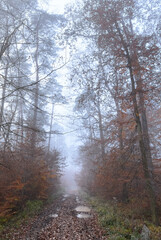 Muddy footpath or hiking trail in a forest
