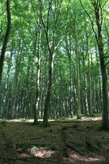 A dense, majestic forest clothed in a tapestry of towering trees that reach towards the sky.