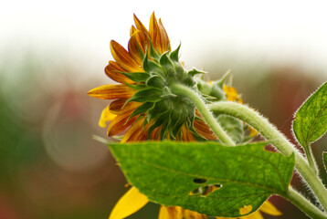 Close up of a sunflower in summer - 714109704