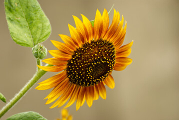 Close up of a sunflower in summer - 714109734
