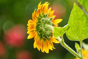 Close up of a sunflower in summer - 714109764