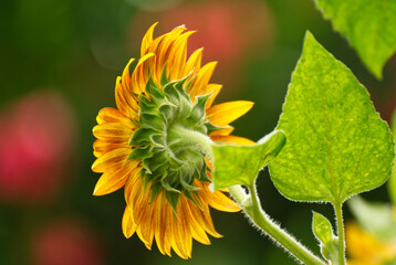 Close up of a sunflower in summer - 714109767