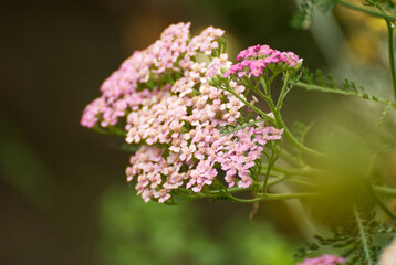 Beautyful small pink flowers with a colorful background - 714109976